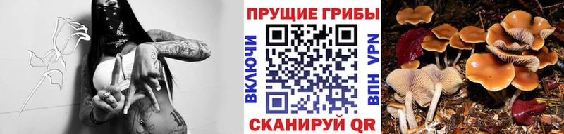даркнет наркотические препараты Северобайкальск Псилоцибиновые грибы Cubensis